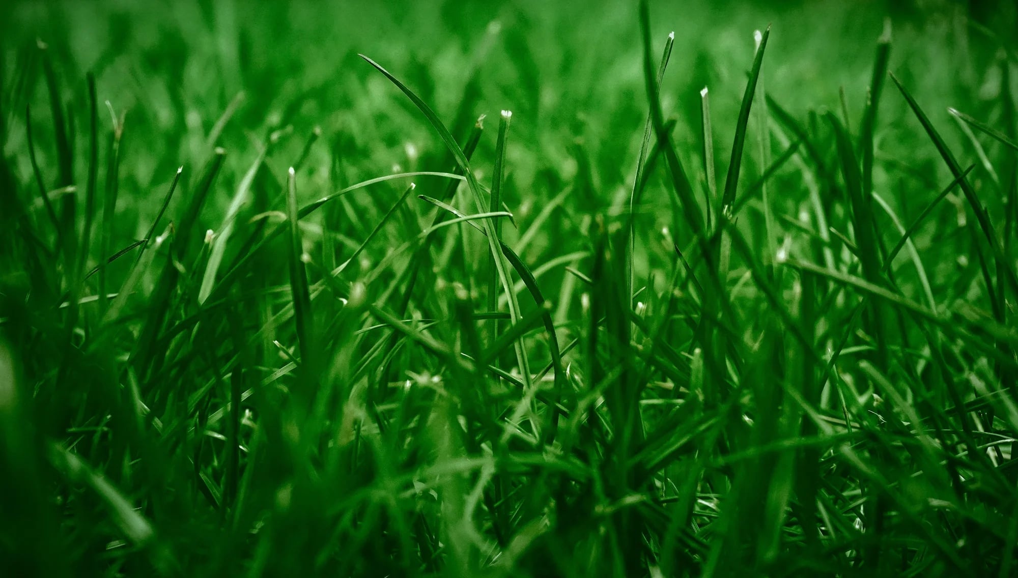 Close-up of freshly cut natural green grass