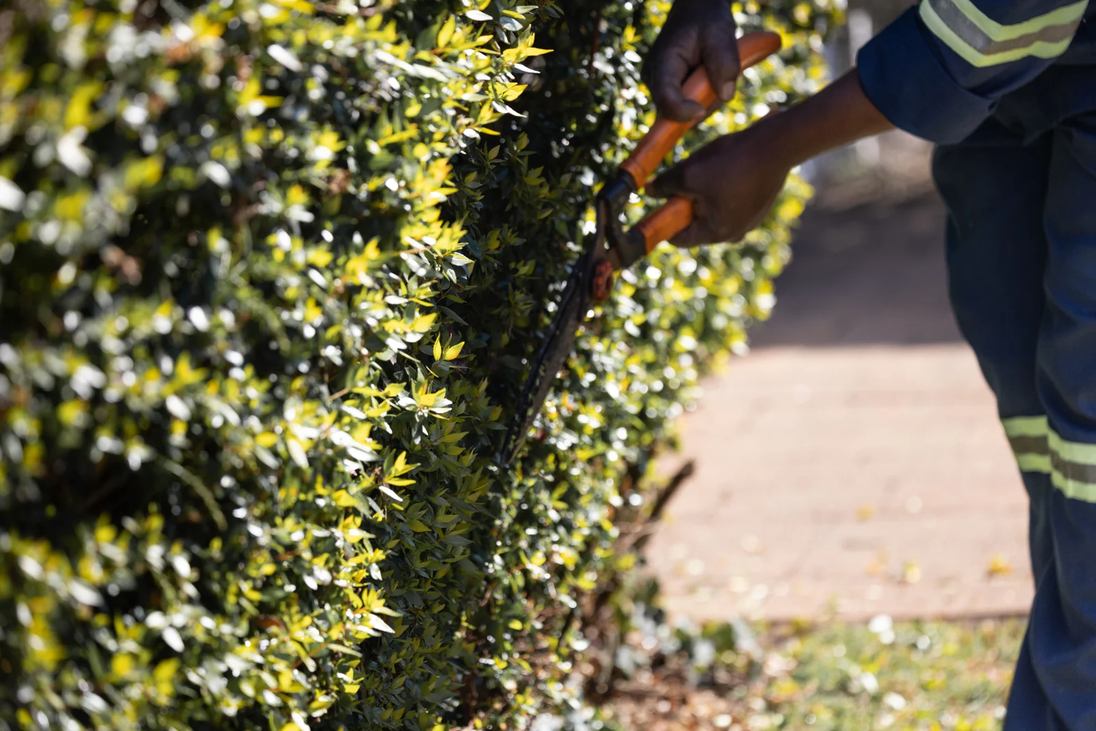 Hands using hedge shears to trim a leafy hedge